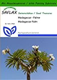 SAFLAX - Kakteen - Madagascar - Palme - 10 Samen - Mit Substrat - Pachypodium lamerei