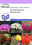SAFLAX - Kakteen - Mammilaria Mischung - 40 Samen - Mammilaria Mix