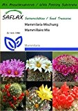 SAFLAX - Kakteen - Mammilaria Mischung - 40 Samen - Mit Substrat - Mammilaria Mix