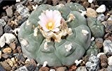 SAFLAX - Kakteen - Peyotl Kaktus (Lophophora williamsii) - 20 Samen
