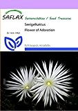 SAFLAX - Kakteen - Seeigelkaktus - 40 Samen - Echinopsis mirabilis