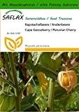 SAFLAX - Kapstachelbeere / Andenbeere - 100 Samen - Mit Substrat - Physalis peruviana