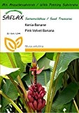SAFLAX - Kenia-Banane - 8 Samen - Mit Substrat - Musa velutina