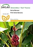 SAFLAX - Kenia-Banane - 8 Samen - Musa velutina