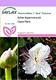 SAFLAX - Kräuter - Echter Kapernstrauch - 25 Samen - Capparis spinosa