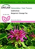SAFLAX - Kräuter - Goldmelisse - 20 Samen - Mit Substrat - Monarda didyma
