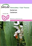 SAFLAX - Kräuter - Kardamom - 10 Samen - Elettaria cardamomum