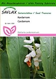 SAFLAX - Kräuter - Kardamom - 10 Samen - Mit Substrat - Elettaria cardamomum