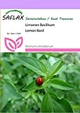 SAFLAX - Kräuter - Limonen Basilikum - 200 Samen - Ocimum citriodorum