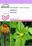 SAFLAX - Kräuter - Parakresse - 500 Samen - Acmella oleracea