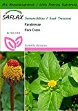SAFLAX - Kräuter - Parakresse - 500 Samen - Mit Substrat - Acmella oleracea
