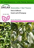 SAFLAX - Kräuter - Stevia Süßkraut - 100 Samen - Mit Substrat - Stevia rebaudiana