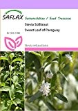 SAFLAX - Kräuter - Stevia Süßkraut - 100 Samen - Stevia rebaudiana