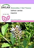 SAFLAX - Kräuter - Süßholz / Lakritze - 30 Samen - Glycyrrhiza glabra