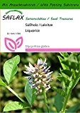 SAFLAX - Kräuter - Süßholz / Lakritze - 30 Samen - Mit Substrat - Glycyrrhiza glabra