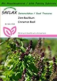 SAFLAX - Kräuter - Zimt-Basilikum - 200 Samen - Mit Substrat - Ocimum basilicum cinnamon