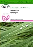 SAFLAX - Kräuter - Zitronengras - 50 Samen - Mit Substrat - Cymbopogon flexosus