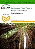 SAFLAX - Küsten - Mammutbaum - 50 Samen - Mit Substrat - Sequoia sempervirens