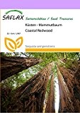 SAFLAX - Küsten - Mammutbaum - 50 Samen - Sequoia sempervirens