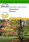 SAFLAX - Lebkuchenbaum - 200 Samen - Mit Substrat - Cercidiphyllum japonicum