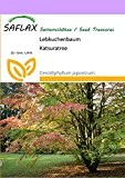 SAFLAX - Lebkuchenbaum - 200 Samen - Winterhart - Cercidiphyllum japonicum