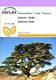 SAFLAX - Libanon - Zeder - 20 Samen - Cedrus libani