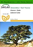 SAFLAX - Libanon - Zeder - 20 Samen - Mit Substrat - Cedrus libani