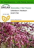 SAFLAX - Liebesbaum / Herzbaum - 60 Samen - Mit Substrat - Cercis siliquastrum
