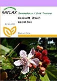 SAFLAX - Lippenstift - Strauch - 20 Samen - Bixa orellena