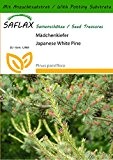 SAFLAX - Mädchenkiefer - 10 Samen - Mit Substrat - Pinus parviflora