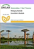 SAFLAX - Malagasy Baobab - 2 Samen - Adansonia grandidieri