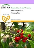 SAFLAX - Mate - Teestrauch - 10 Samen - Ilex paraguaensis