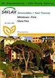 SAFLAX - Mittelmeer - Pinie - 6 Samen - Mit Substrat - Pinus pinea