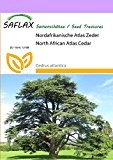 SAFLAX - Nordafrikanische Atlas Zeder - 20 Samen - Cedrus atlantica