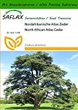 SAFLAX - Nordafrikanische Atlas Zeder - 20 Samen - Mit Substrat - Cedrus atlantica