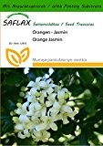 SAFLAX - Orangen - Jasmin - 12 Samen - Mit Substrat - Murraya paniculata syn. exotica