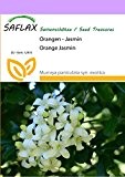 SAFLAX - Orangen - Jasmin - 12 Samen - Murraya paniculata syn. exotica