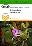 SAFLAX - Orchideen-Baum - 8 Samen - Mit Substrat - Bauhinia variegata