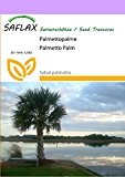 SAFLAX - Palmettopalme - 8 Samen - Winterhart - Sabal palmetto