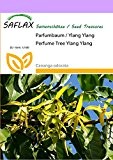 SAFLAX - Parfumbaum / Ylang Ylang - 10 Samen - Cananga odorata
