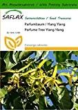 SAFLAX - Parfumbaum / Ylang Ylang - 10 Samen - Mit Substrat - Cananga odorata