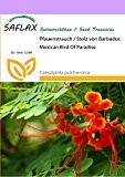 SAFLAX - Pfauenstrauch / Stolz von Barbados - 10 Samen - Caesalpinia pulcherrima