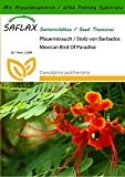 SAFLAX - Pfauenstrauch / Stolz von Barbados - 10 Samen - Mit Substrat - Caesalpinia pulcherrima