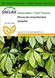 SAFLAX - Pflanze der Unsterblichkeit - 30 Samen - Mit Substrat - Gynostemma pentaphyllum