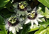 SAFLAX - Purpurgranadilla - 40 Samen - Passiflora edulis