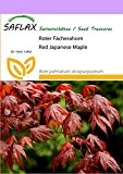 SAFLAX - Roter Fächerahorn - 20 Samen - Acer palmatum atropurpureum
