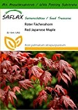SAFLAX - Roter Fächerahorn - 20 Samen - Mit Substrat - Acer palmatum atropurpureum