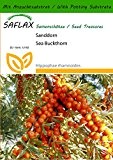 SAFLAX - Sanddorn - 40 Samen - Mit Substrat - Hippophae rhamnoides
