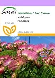 SAFLAX - Schlafbaum - 50 Samen - Winterhart - Albizia julibrissin