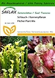 SAFLAX - Schlauch- / Kannenpflanze - 10 Samen - Mit Substrat - Sarracenia flava / S. purpurea - Mix